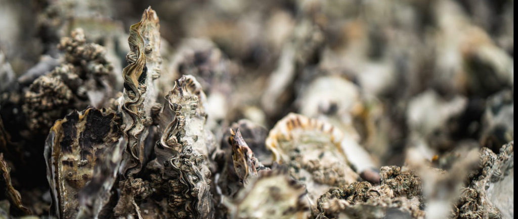 zinc système immunitaire