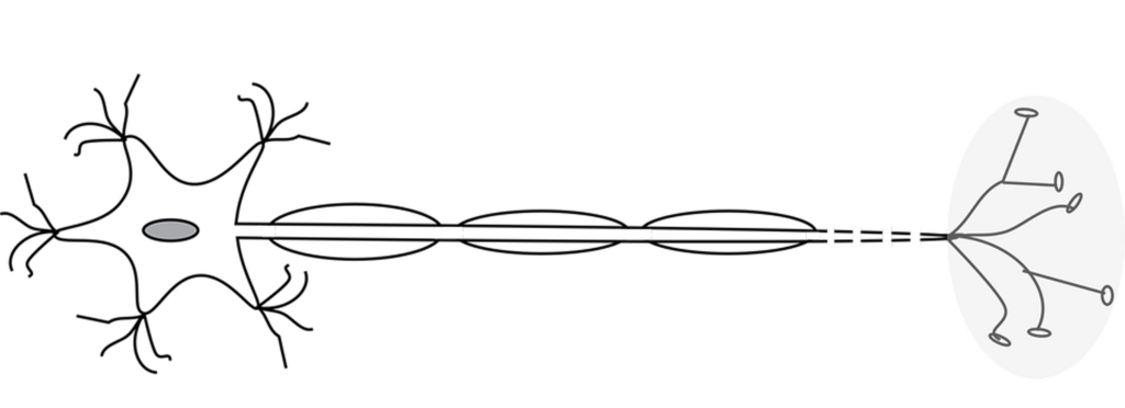 dopamine naturopathie