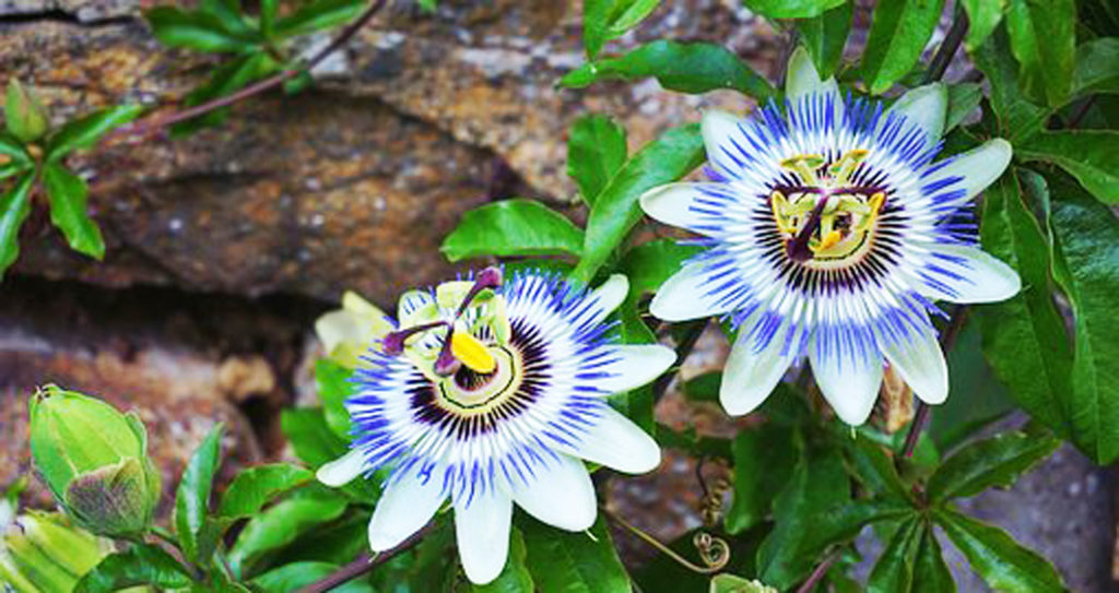 dopamine plantes médicinales