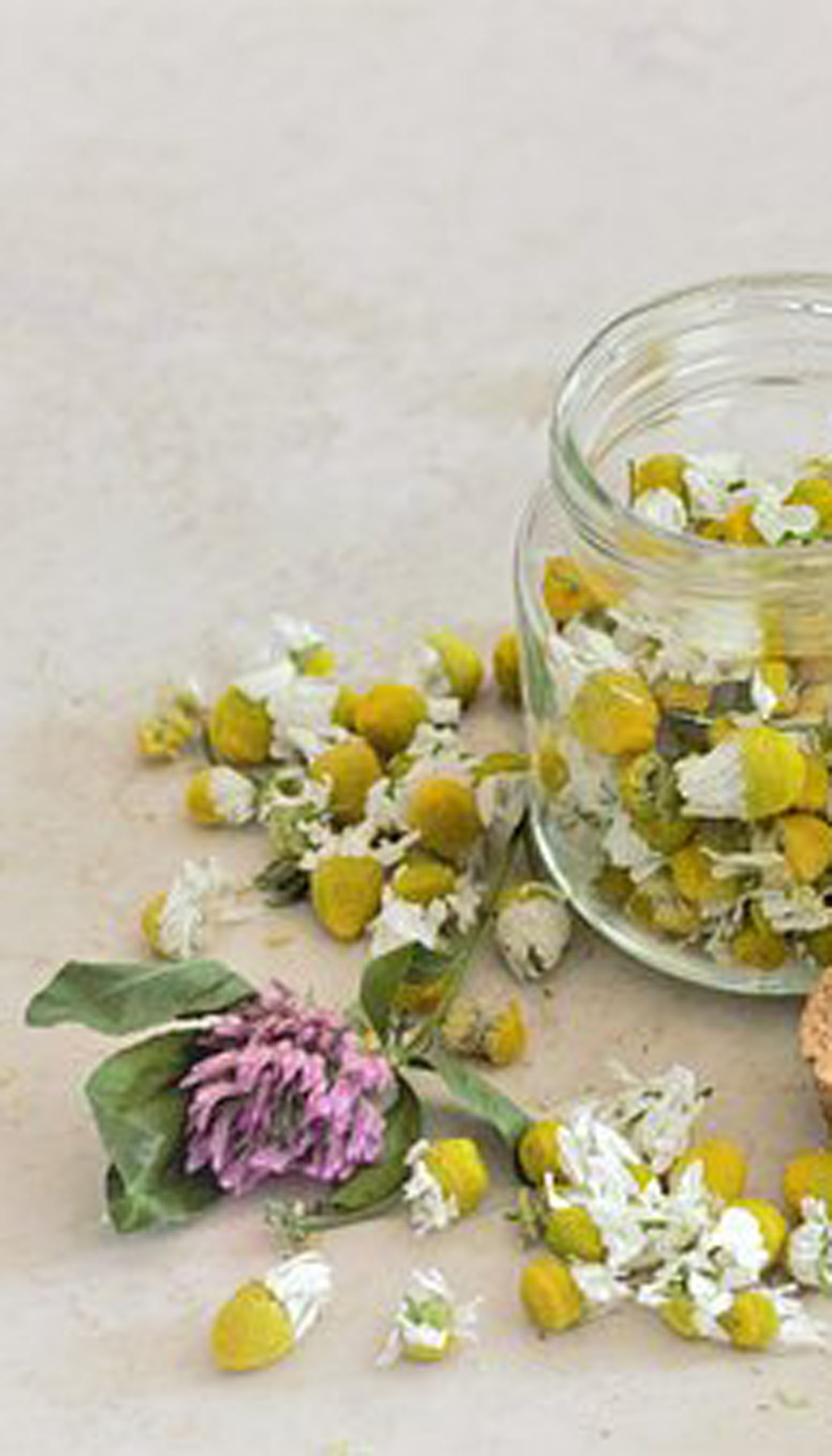 vitalité et plantes médicinales