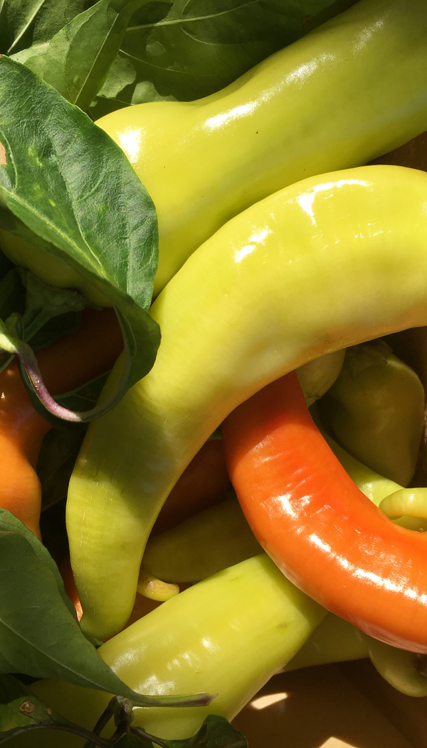 Legumes nutrition santé