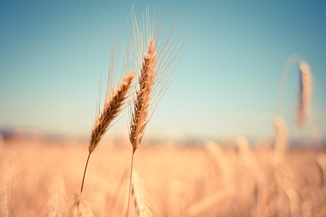 cadmium céréales alimentation naturopathie Lyon