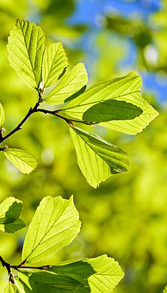 la nature au service de l'équilibre émotionnel