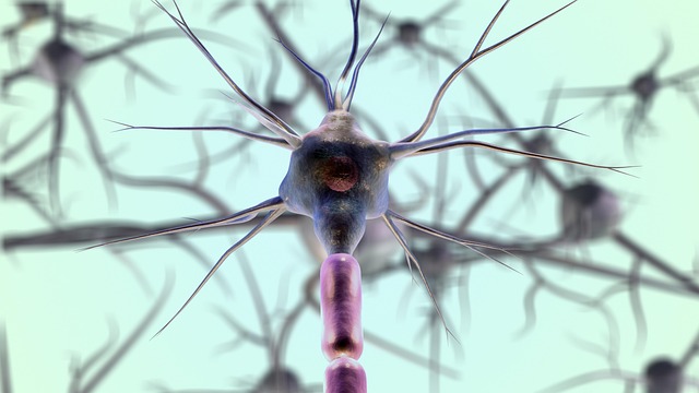 nerf vague cerveau système nerveux intestins